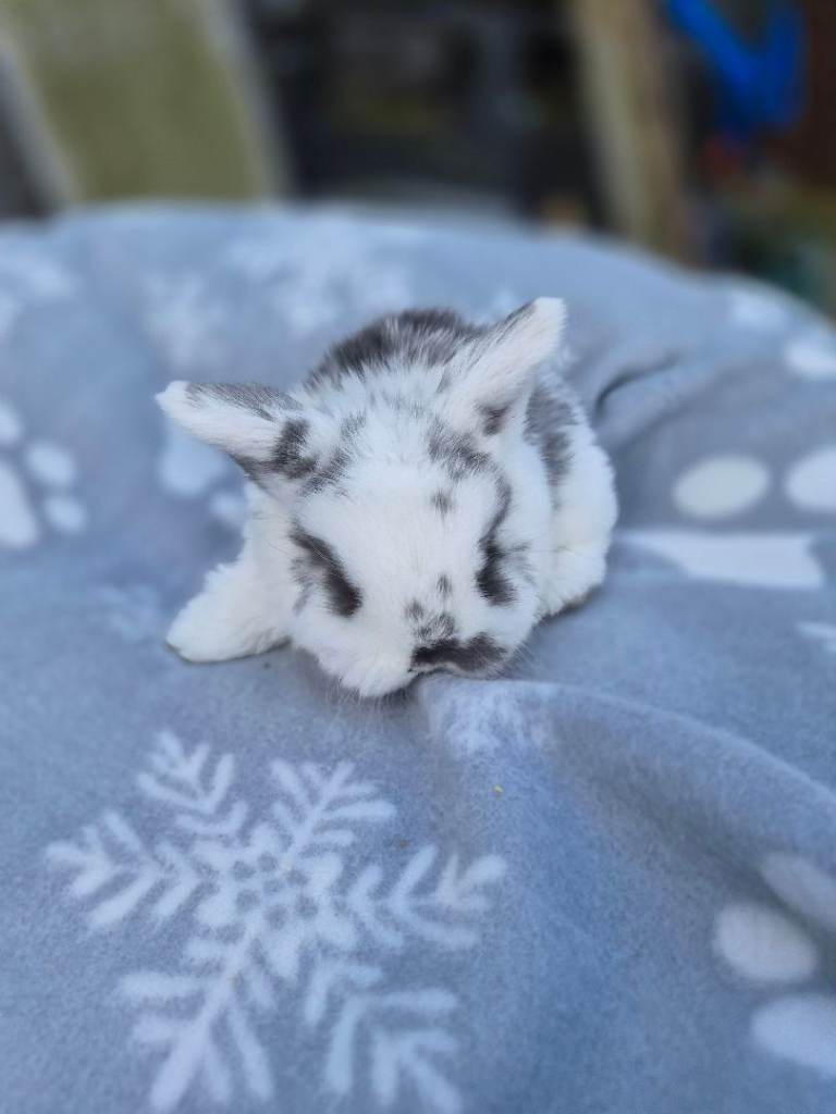 Mini lop.war bunnies 