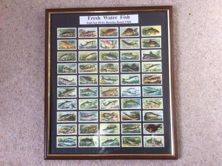 British Freshwater Fish Cards