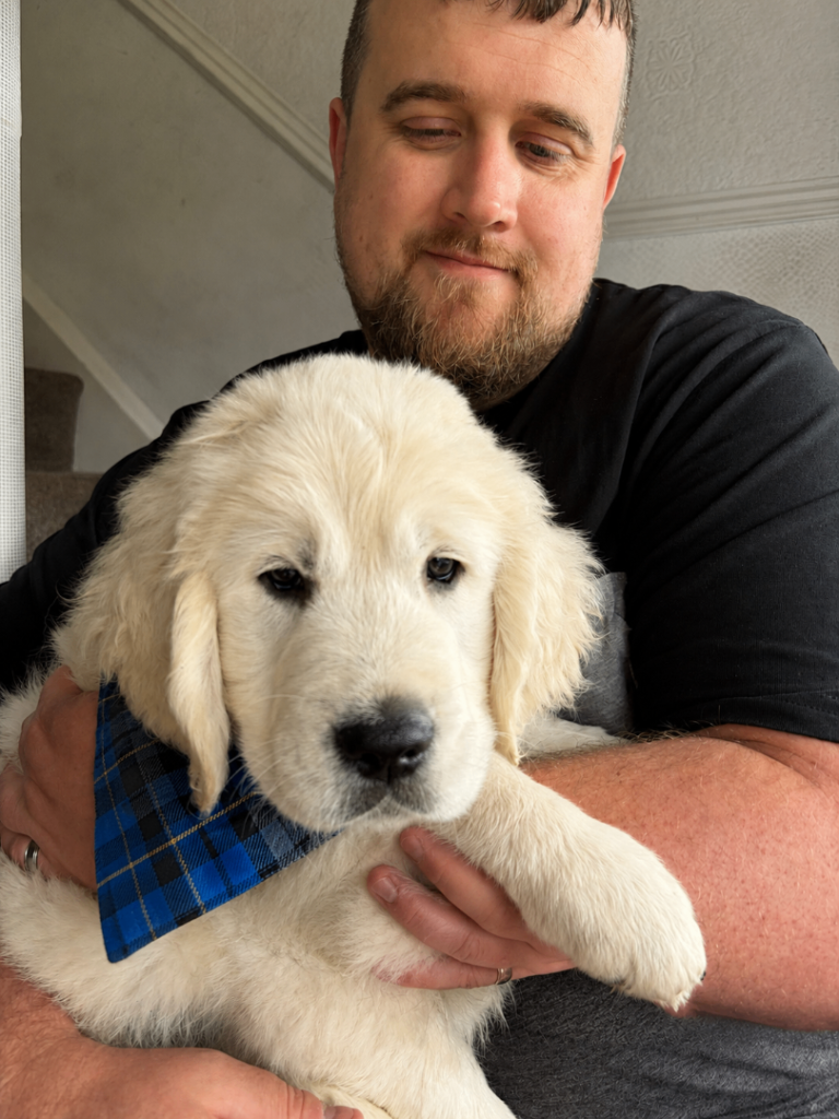 Male cream golden retriever ready now 