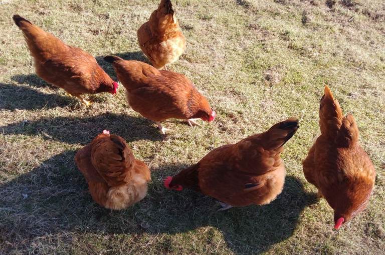 Goldline Pullets and Chicks, Cockerels, Australorps and Omlet Eglo Coop