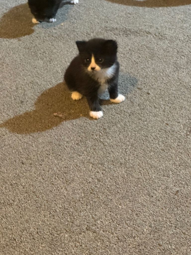 4 gorgeous Ragdoll x tuxedo kittens.