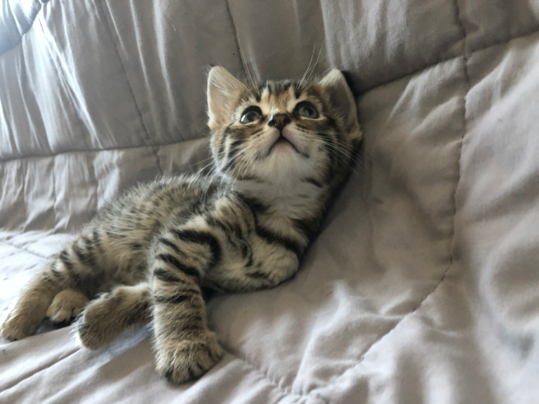 Gorgeous Male and Female Pure Tabby kittens 8 weeks old