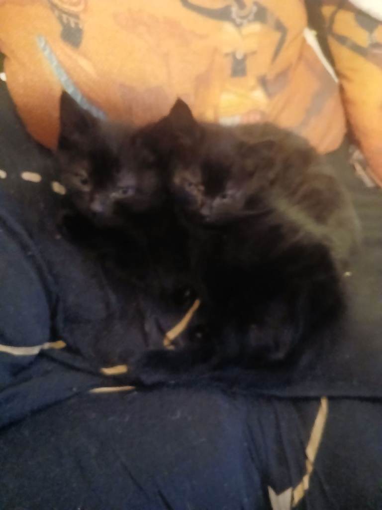 Two little black kittens looki g for cuddles and love £50 each