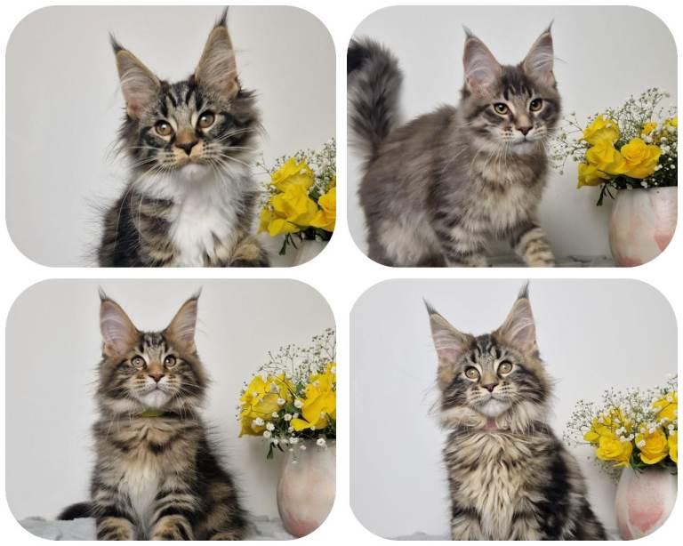 READY TO GO TICA registered maine coon kittens 