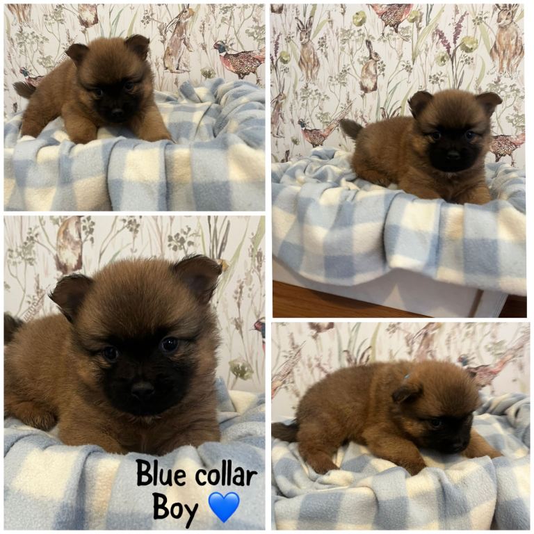 Beautiful Pomchi puppies for sale 