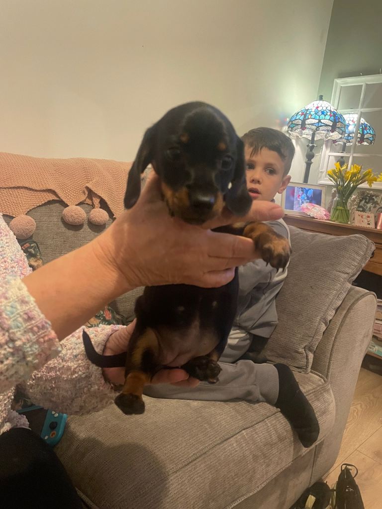 Dashhound sausage dog puppy’s 