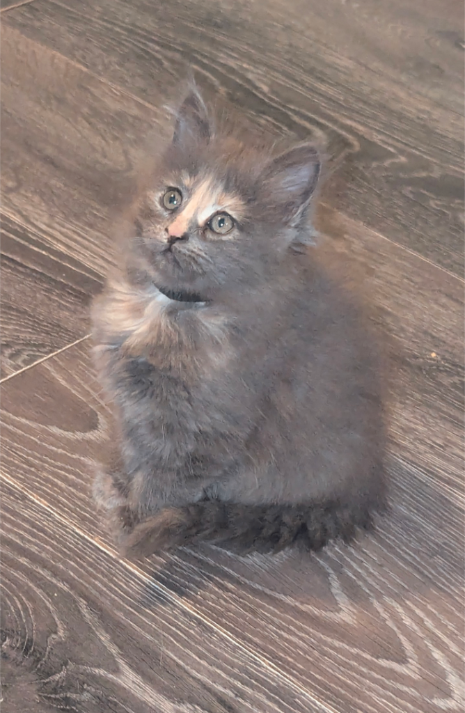 Maine coon x kittens