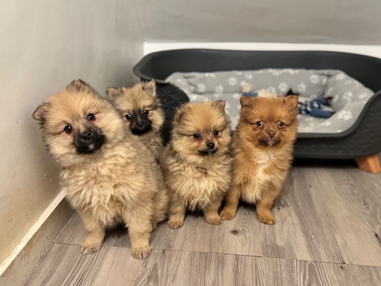 6 Adorable Mini/Tiny/ Fluffy Pomeranian Puppies