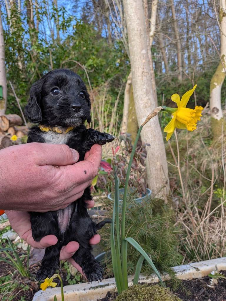 🐾 Sprockerpoo Ready To Go To Forever Homes 🐾