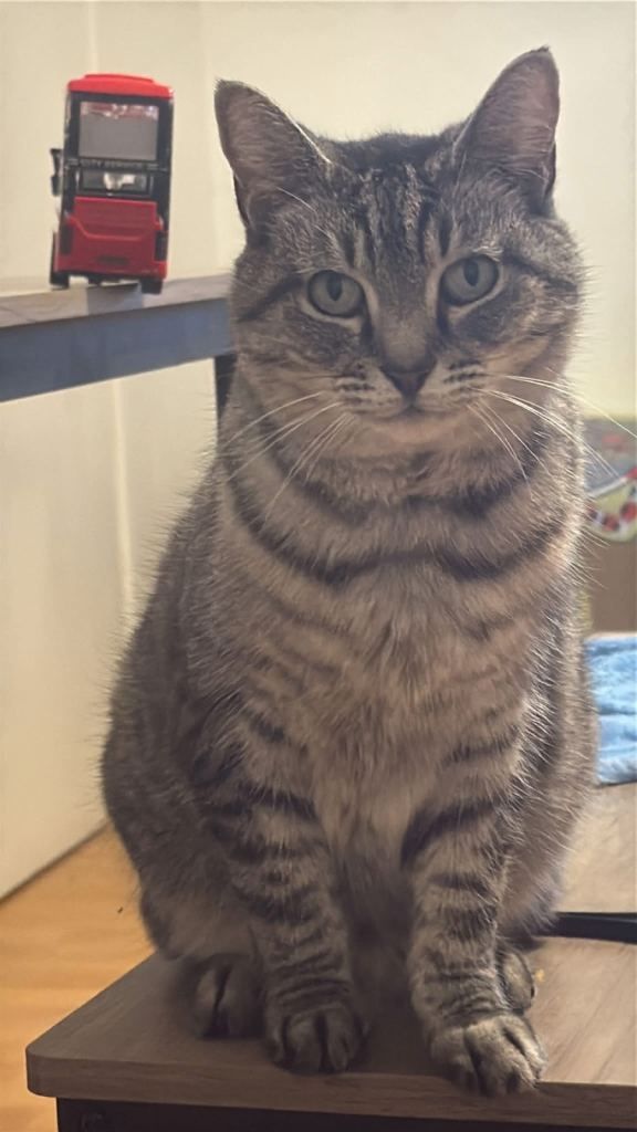 Missing cat- St Ann’s, n15 