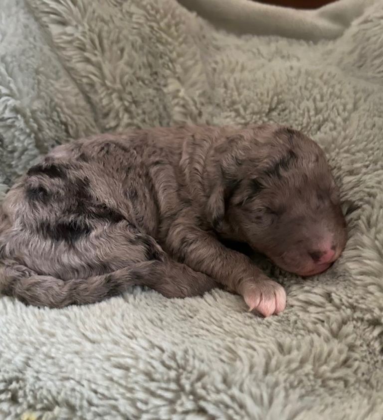 Australian Labradoodle Puppies