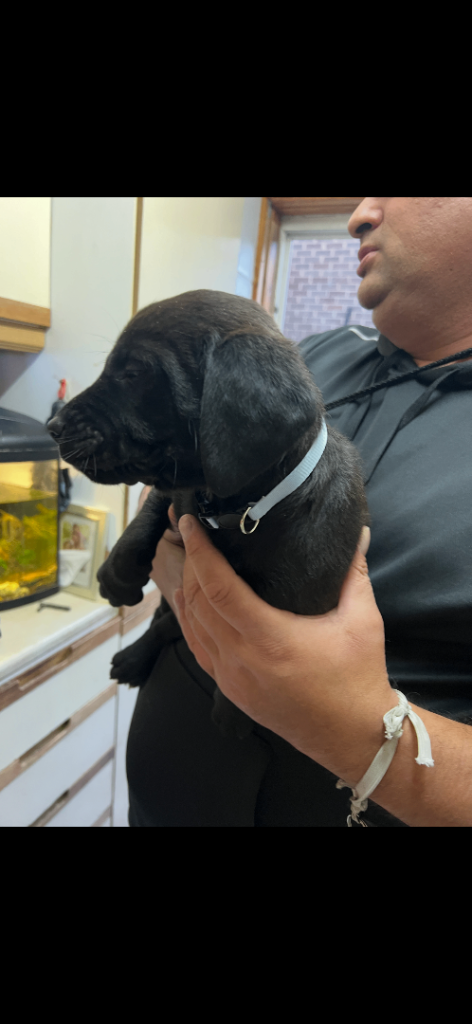 Black male Labrador Retriver read description 