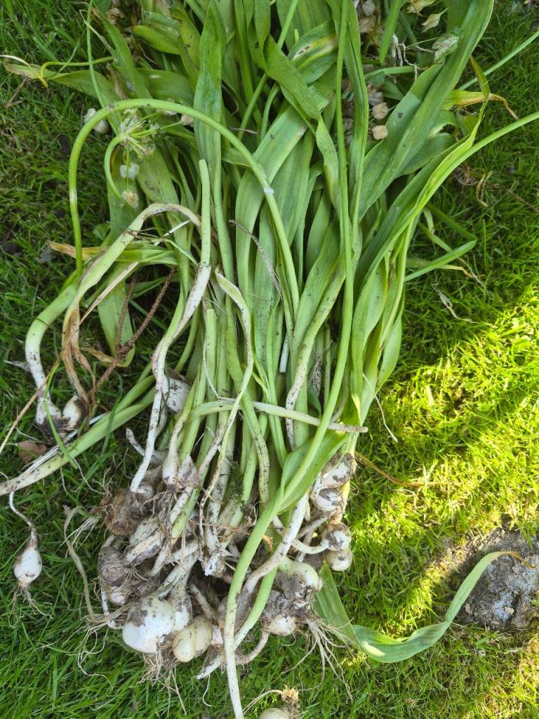 FREE Allium Molly Bulbs - Freshly Dug, Ready to Plant