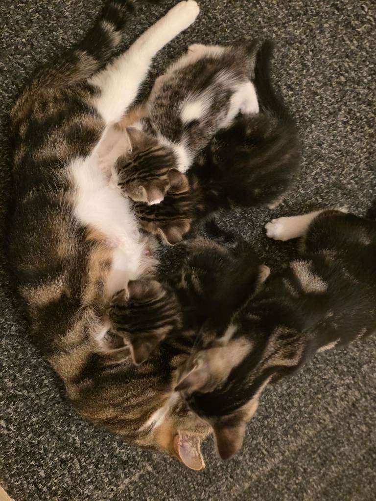 Adorable kittens looking for their home | in Ilford, London | Gumtree