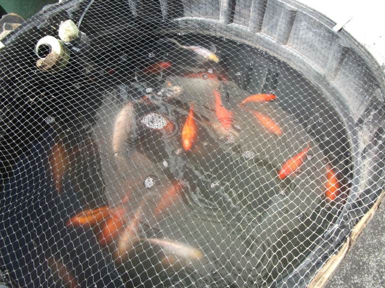  large goldfish up to 7inches, including, white, gold, yellow, comets, shubunkins, speckled etc