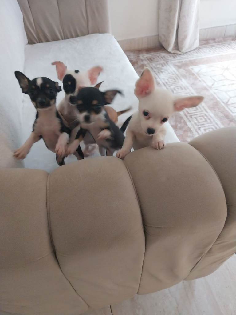 Chihuahua puppies 