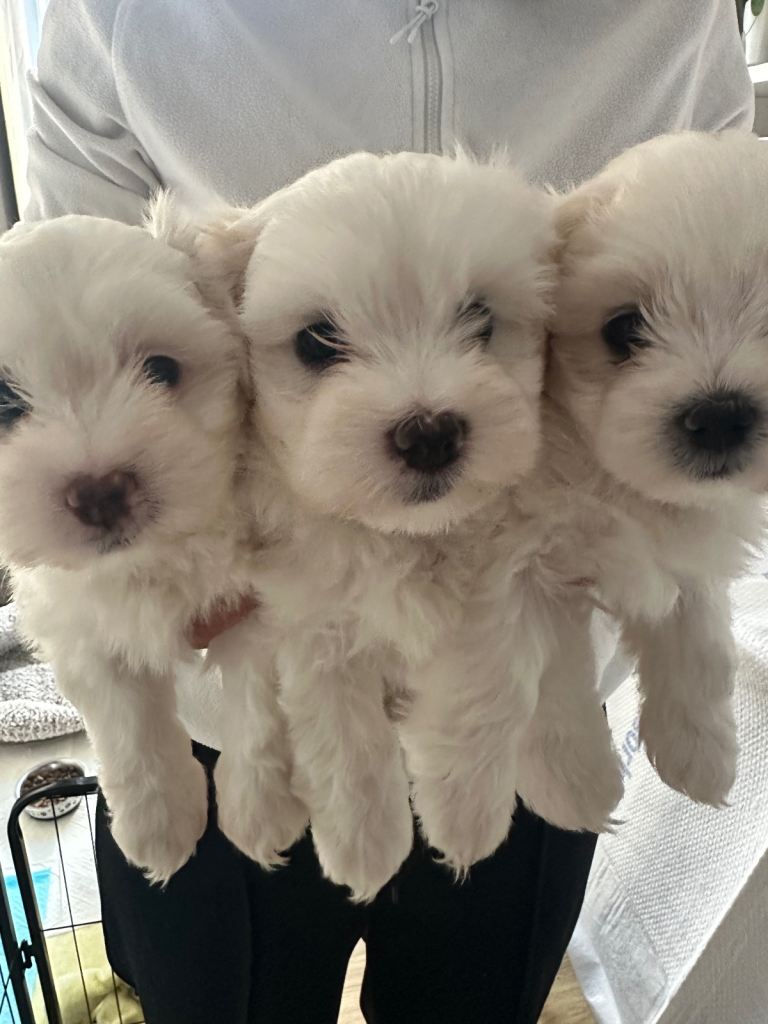 Maltese puppies 