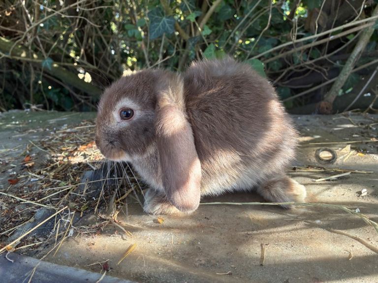 3 mini lop babies 