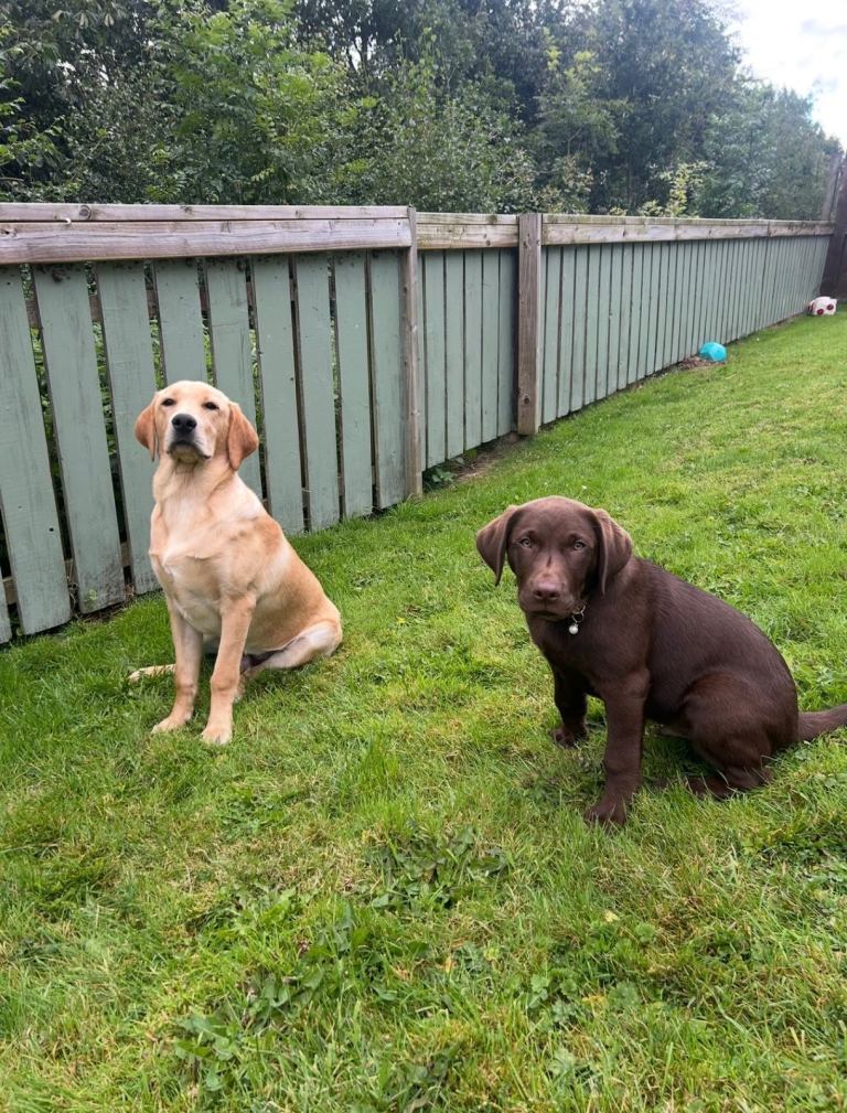 KC Registered & Pedigree Labrador Dogs – Loving Homes Only