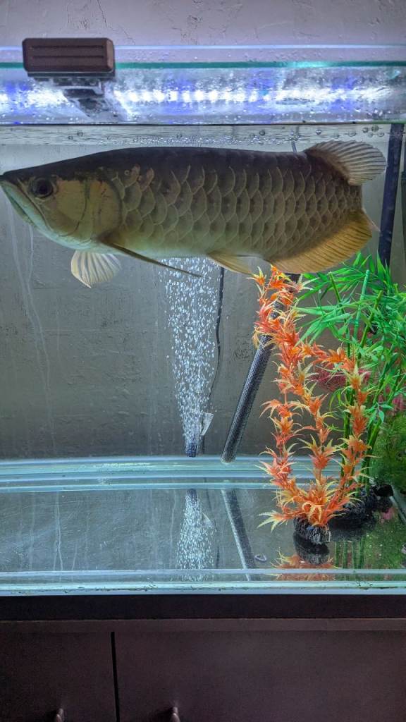 Asian Arowana 