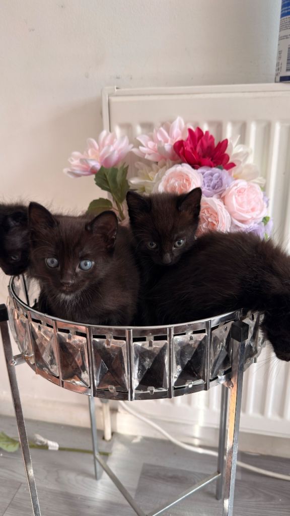 Cuddly Kittens for Sale 