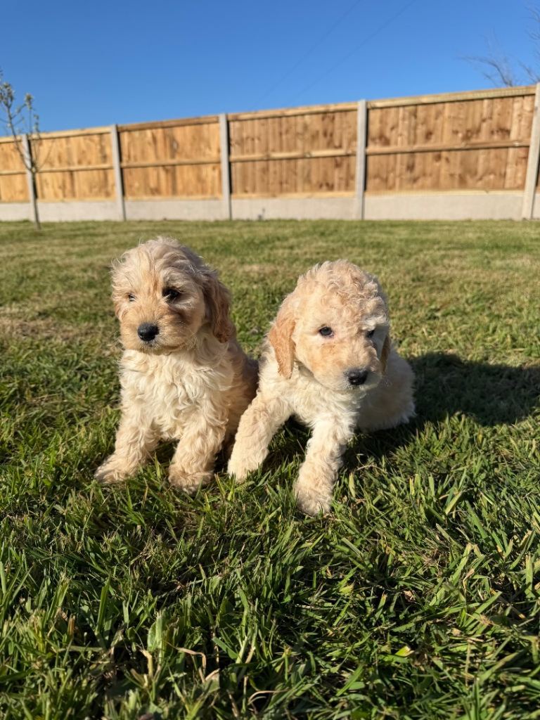 Vaccinated Cockapoo puppies 