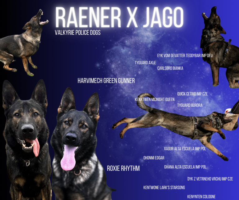 German Shepherd Puppies