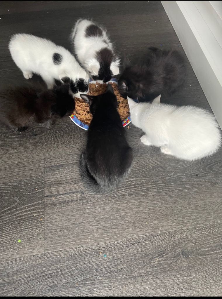 Kittens for sale 