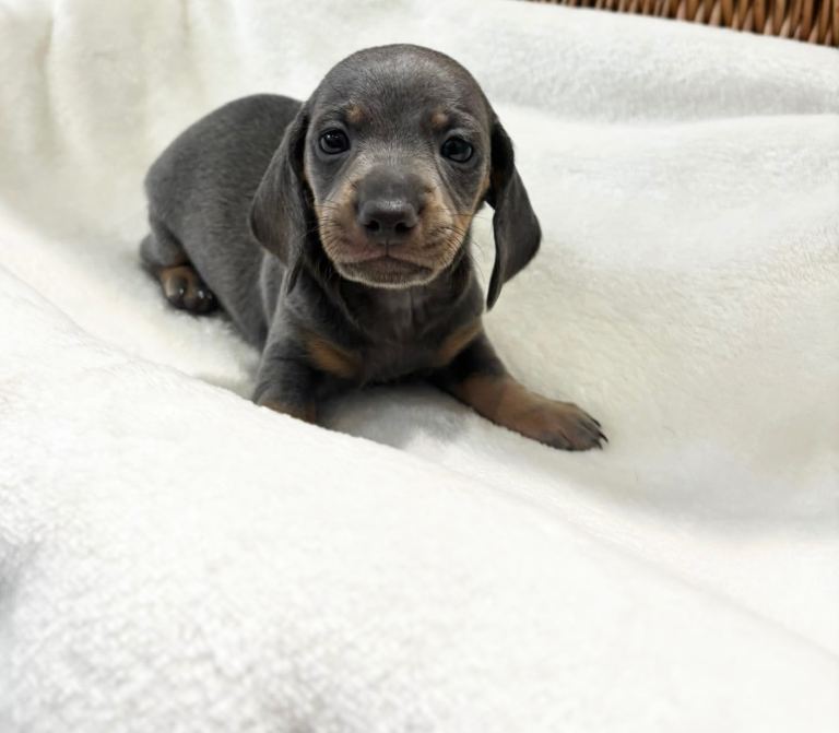Miniature dachshund puppies
