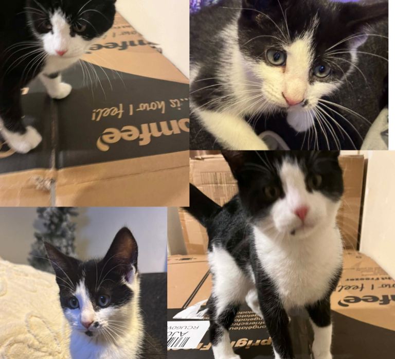 2 gorgeous kittens ready for forever homes 