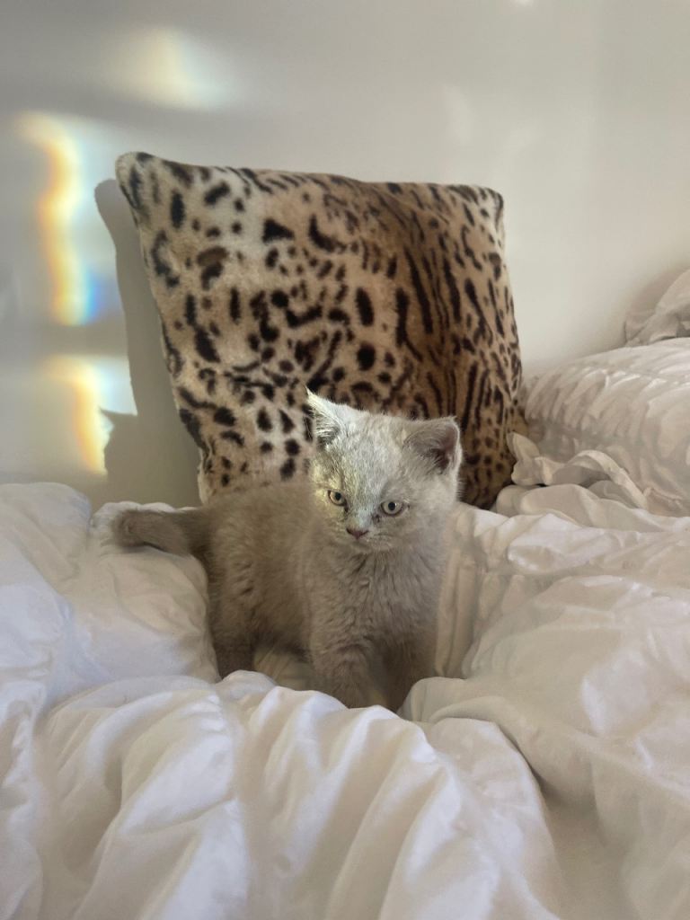 Stunning Lilac British Shorthair 💝