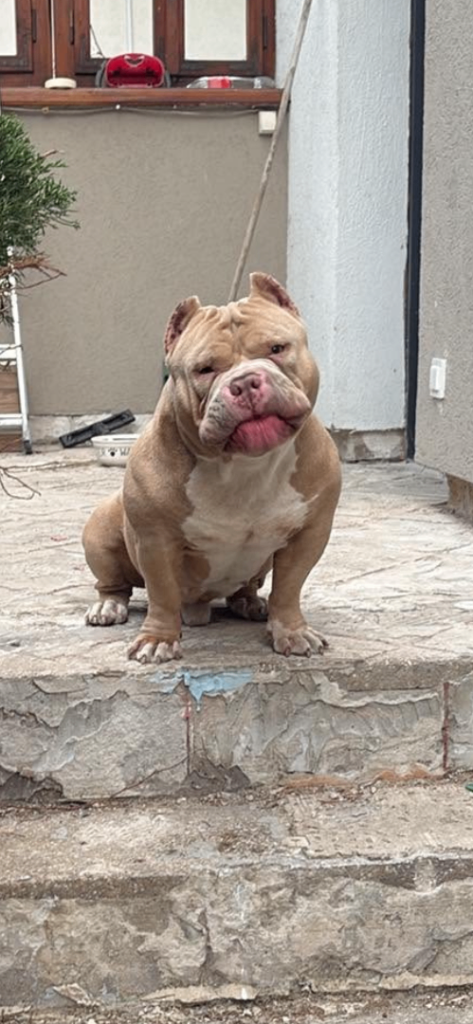American bully 