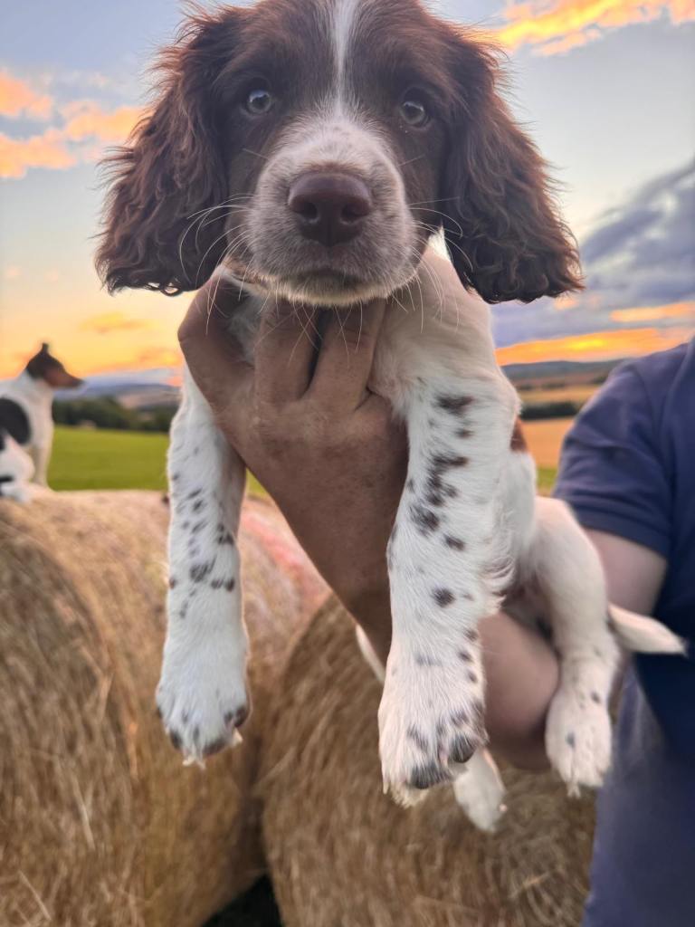 Springer spaniel pups 
