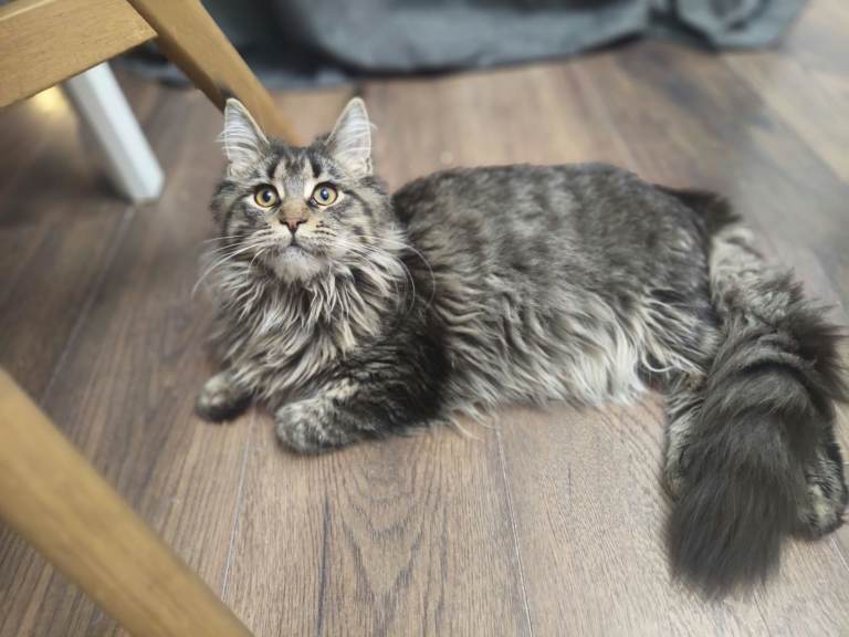 lovely Maine coon kittens PEDIGREE