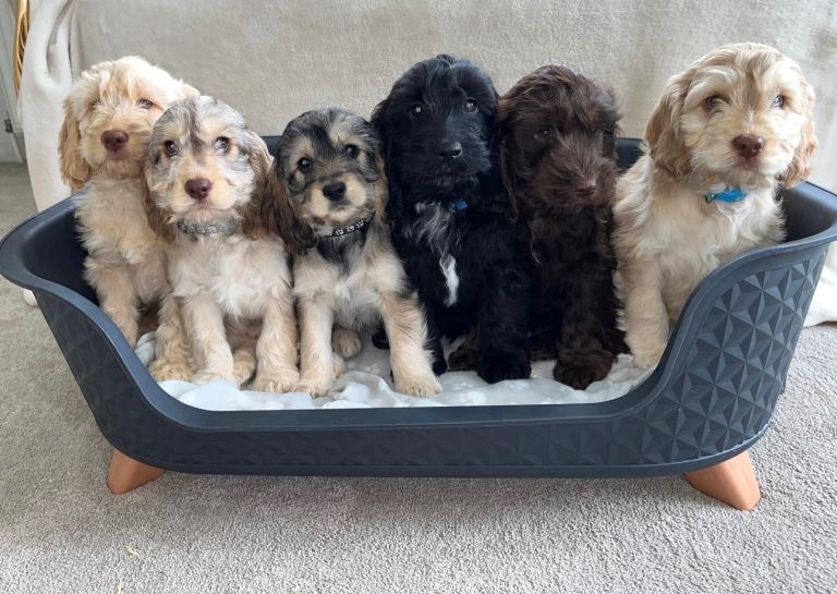 Beautiful F1 Cockapoo Puppies 