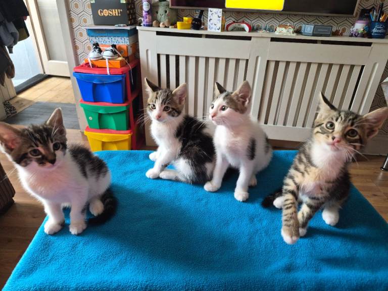 6 lovely boys 😻