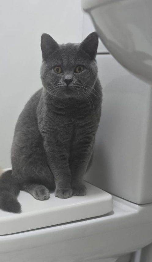 Male british shorthair 9 month