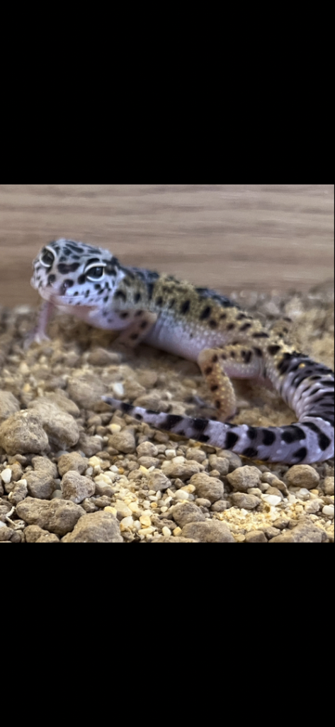 Baby Leopard Gecko