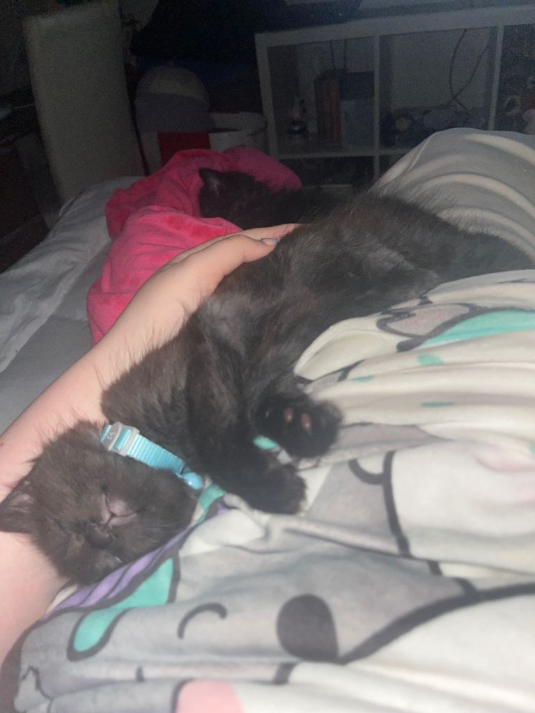 2 fluffy British long hair kittens. READY TO LEAVE NOW