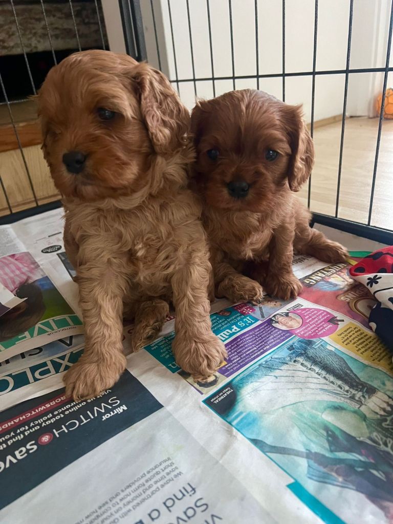 Beautiful cavapoo puppies