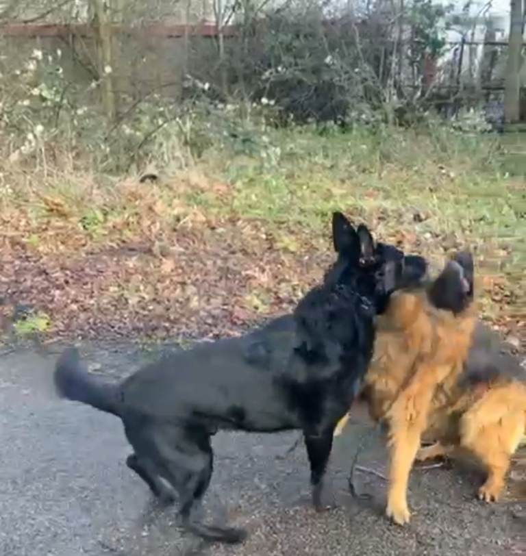 Black German shepherd puppies