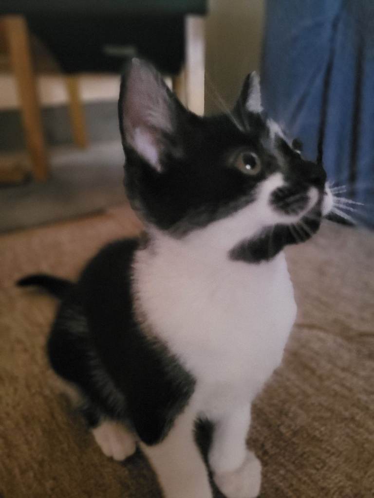 Beautiful Kittens and mum Ready for Loving Homes – 5 Available