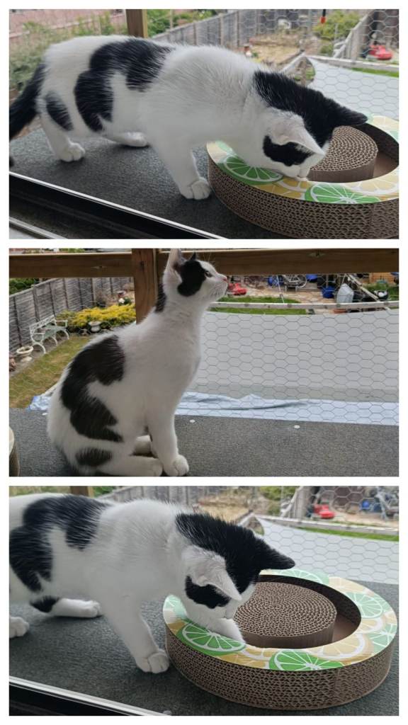 Kitten needs a loving forever home 