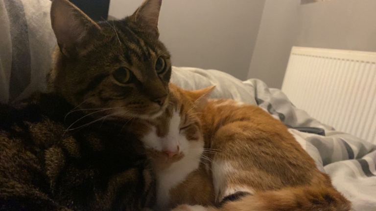 Milo and Kenzo