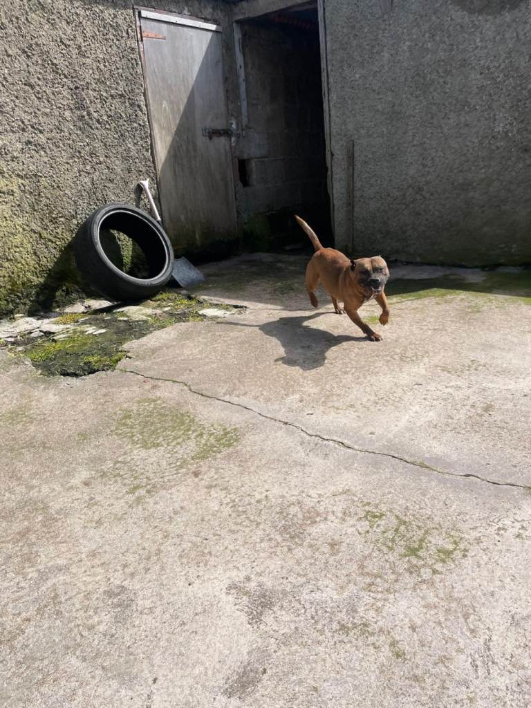 Red Staffordshire male