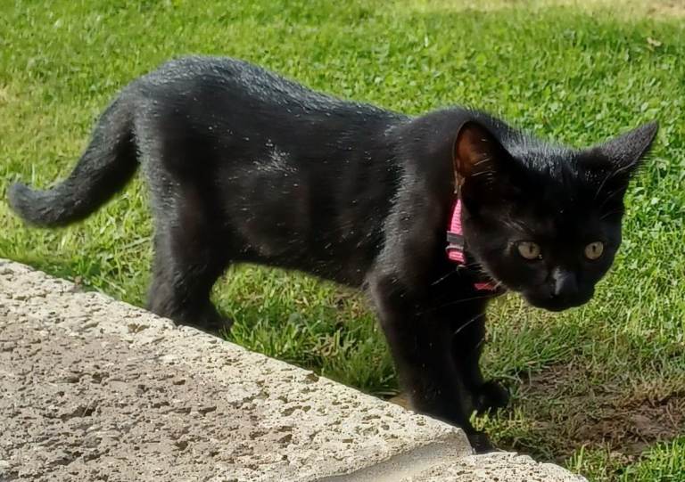 Cute 12 Week Old Female Kitten Looking For A New Home
