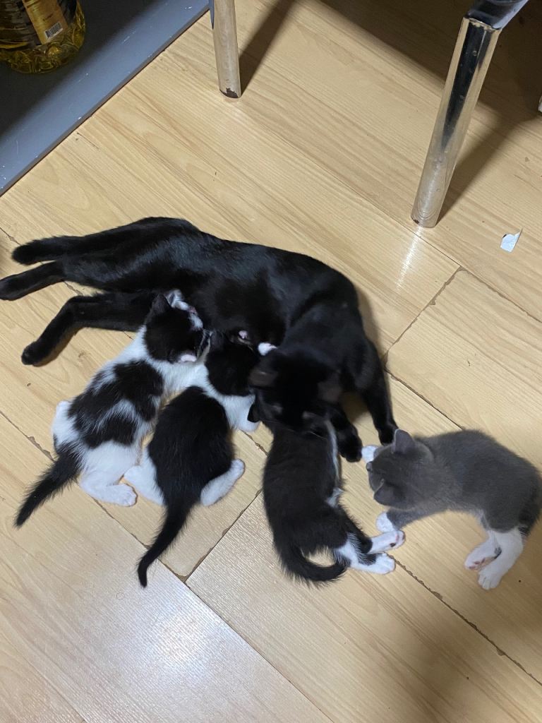 Kittens