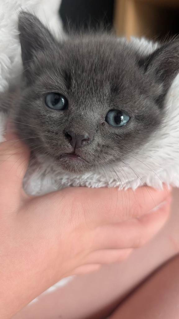 Mixed Litter, Ready to go 27/10/26