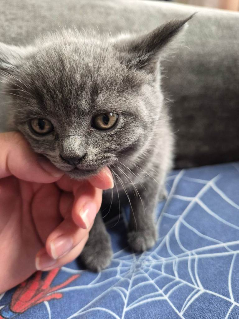 British short hair X kittens