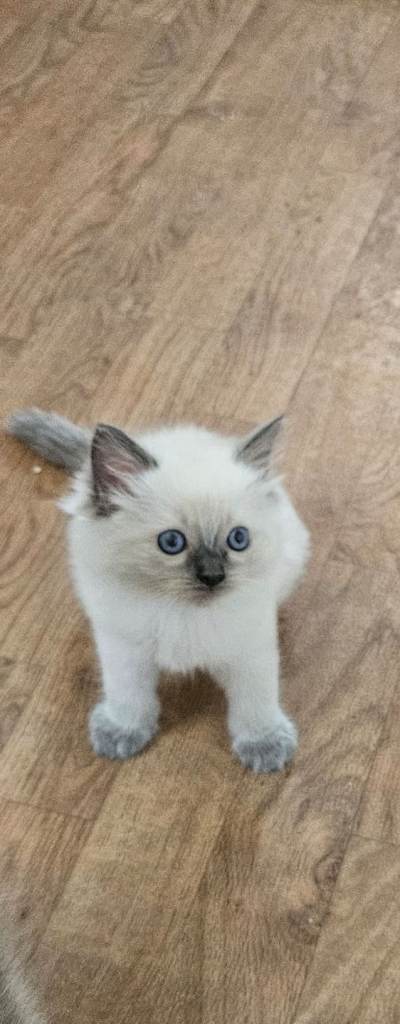 Ragdoll kitten 